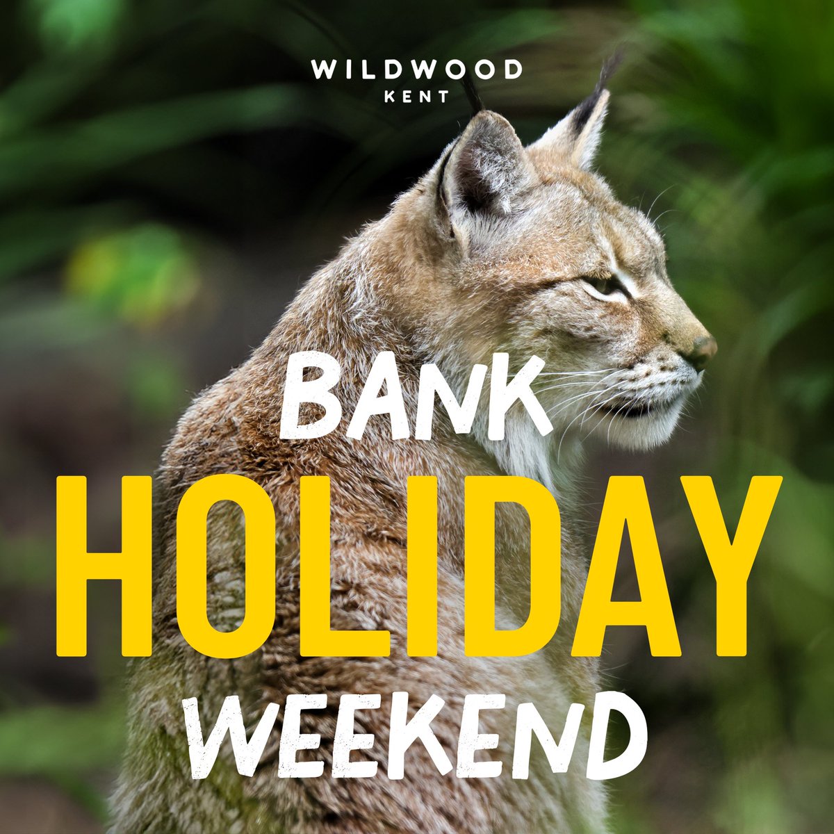 Two Bank Holidays in May you say 😏 Get ready for an action packed May at Wildwood Kent! Starting off with our first Bank Holiday this weekend 🥳 Get the gang together and let the little ones explore our ancient woodland 🌲🐻🐺🦦 #wildwoodtrust #kent #may