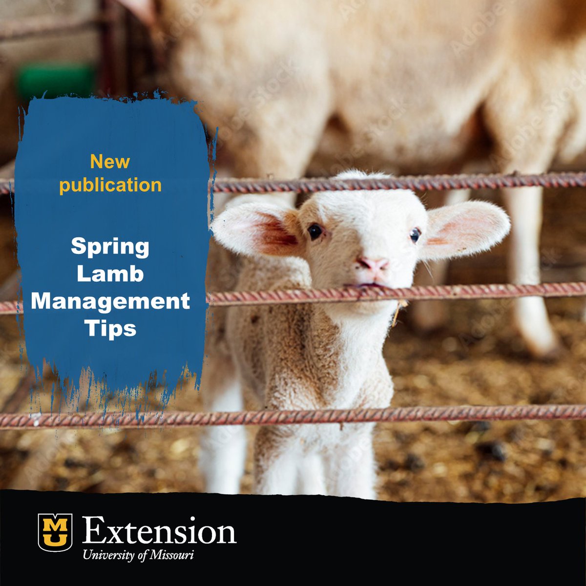 Although lambing can take place at different times of the year spring lambing has been found to be a more profitable production system when compared to fall and winter lambing! Get more info: brnw.ch/21wJlU0