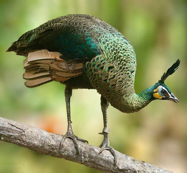 Green Peafowl
#birds #birdwatching #NaturePhotography #wildlifephotography