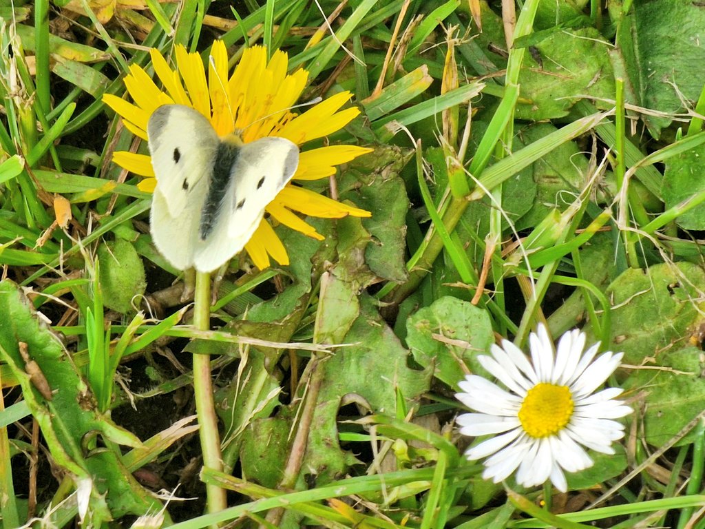 Female small white enjoying the nectar bar on Wandsworth Common.