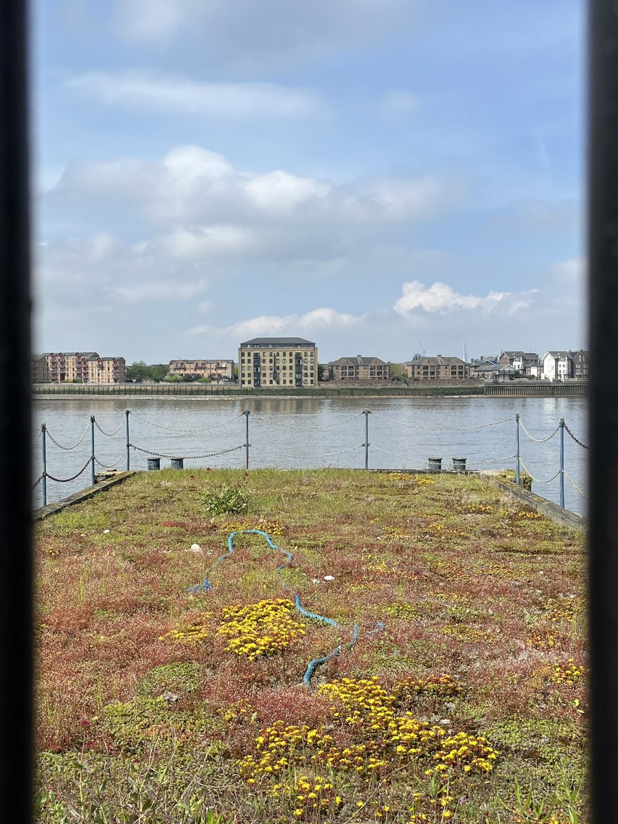 This derelict jetty in East Greenwich has been reanimated by a lush carpet of mosses and stonecrops thanks to @GroundworkLON 🌿 A great example of what can be done on the Thames with a little knowledge & imagination 🌿