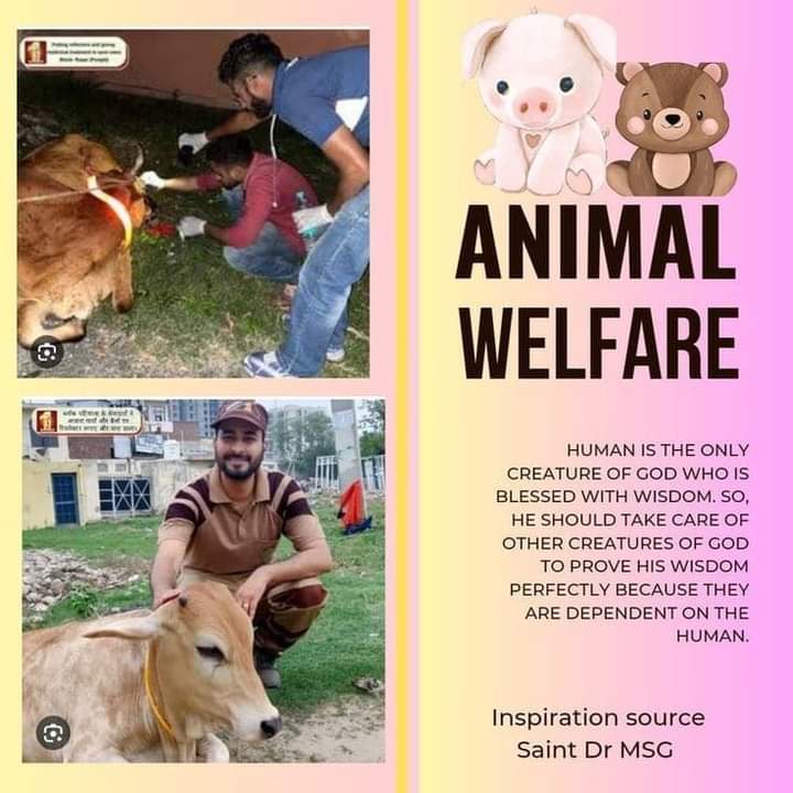 Animals are speechless & defenseless.We should understand their needs and their pain. Inspired by Saint Gurmeet Ram Rahim ji, DSS followers provide fodder,water & medical facilities to the stray animals & also tie reflector belts to protect them from accidents.
#AnimalWelfare