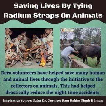 जानवर पशु-पक्षी  भी हमारी तरह दुःख, सुख, भूख और प्यास महसूस करते हैं। Saint Gurmeet Ram Rahim Ji  की प्रेरणा पर चलते हुए डेरा सच्चा सौदा के अनुयायी अपने आसपास के जानवरों को भोजन और हर संभव मदद प्रदान करते हैं
#AnimalWelfare
#SafeRoadSaveLives