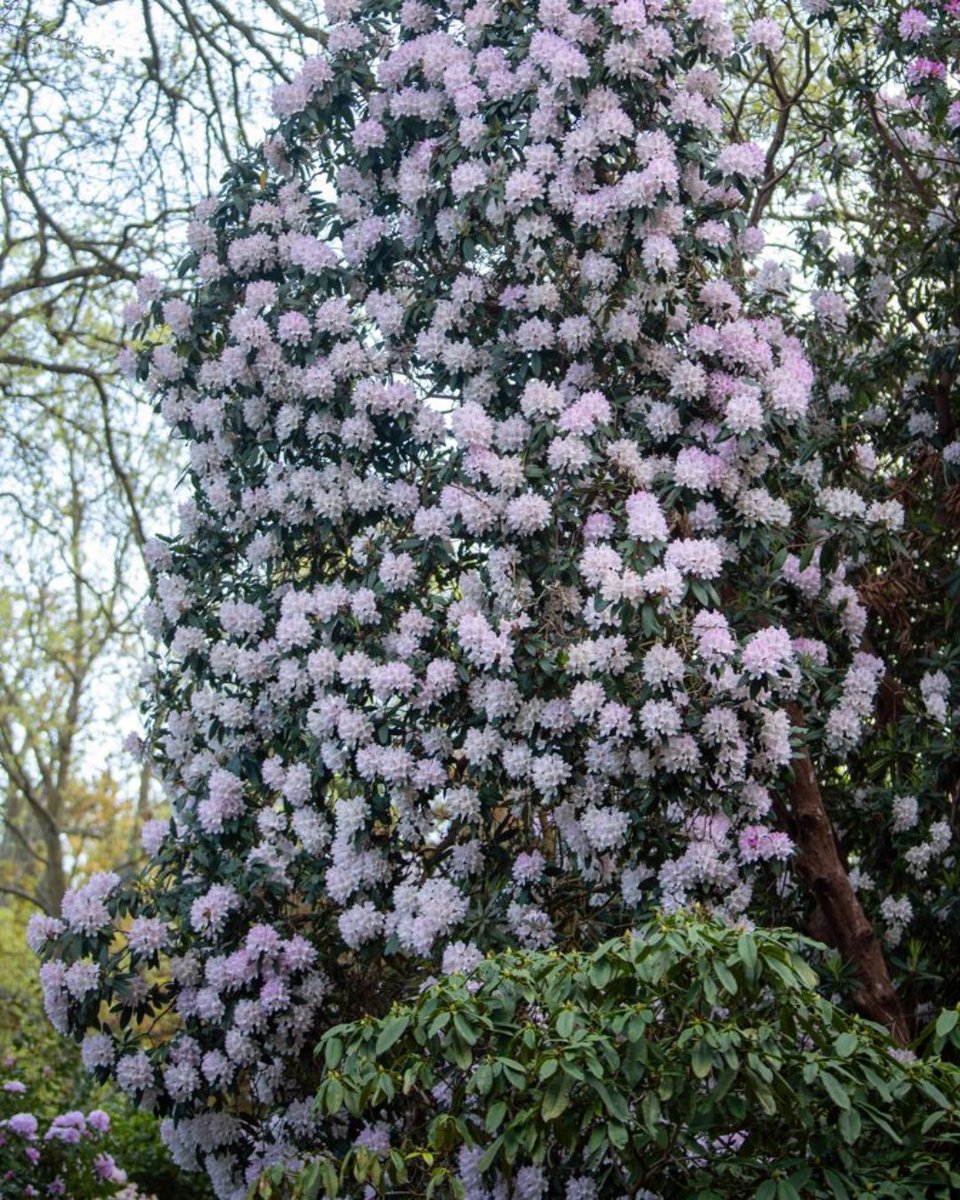 It’s that time again, our 150-year-old Rhododendron Dell is in full bloom! 🌸

It features a stunning collection of rhododendrons, including unique hybrids not found elsewhere in the world.