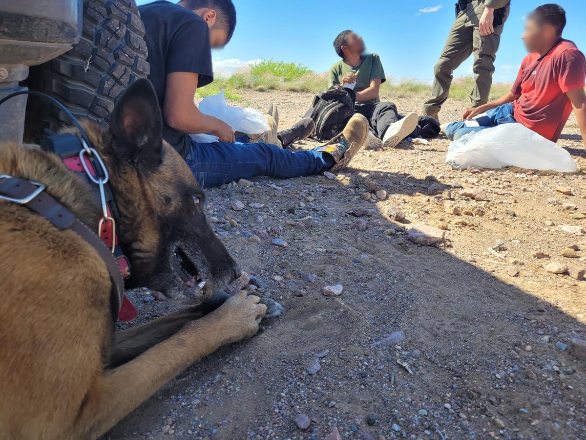 On April 25, agents from the Douglas Station responded to illicit activity near SR-80. With #K9 support, four migrants evading detection were apprehended. 

Three of the migrants were returned to Mexico while one migrant faces prosecution for illegal re-entry. Great work!