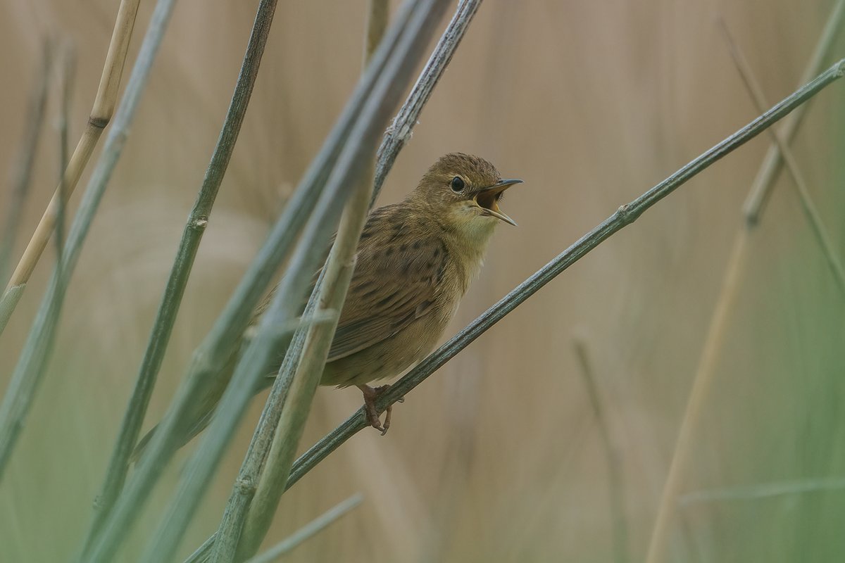 A sunny day here @RSPBTITCHWELL with some great birds out on the reserve - Grasshopper Warbler, Cuckoo, Bearded Tit, Ringed Plover & Sand Martin all out on the reserve - fantastic !!🤘👍 📸 - Grasshopper Warbler 📸📸 - Photo credit - Cliff Gilbert