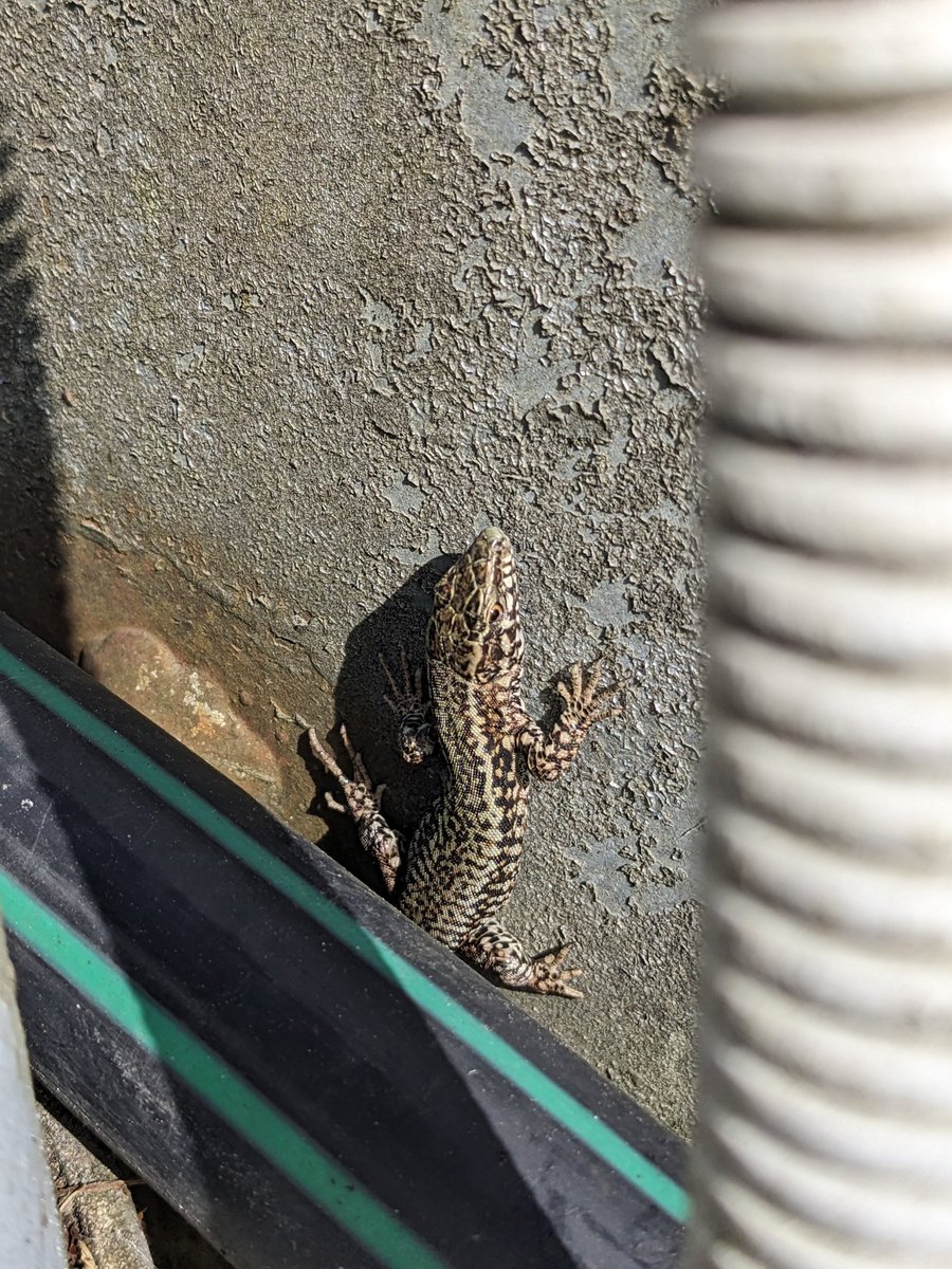 Suivi d'un 🦎 lézard de murailles ( priorité aux reptiles & autres pendant mes balade VTT )
#pixel5
#madebygoogle