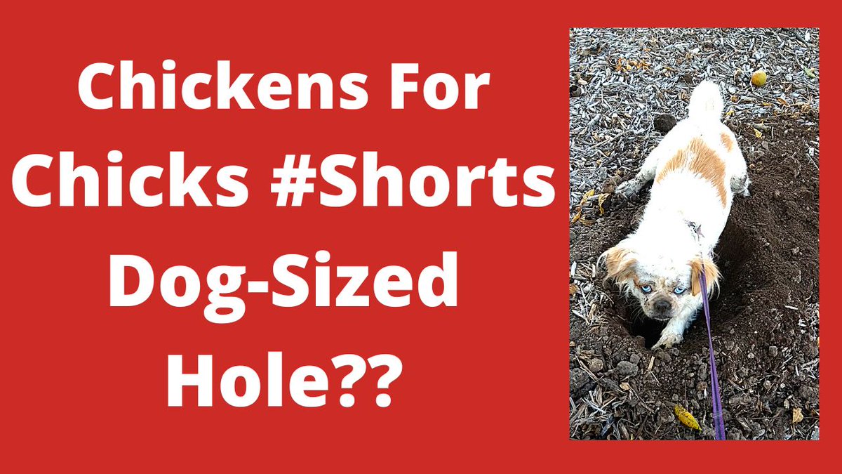 Cola Bear Digging Dog Sized Hole #Shorts
i.mtr.cool/jtxakspama
#cutedogshorts #cutedogs #cutedogshorts #ChickensForChicks #ChickendaleAR #Chickendale #CFC
