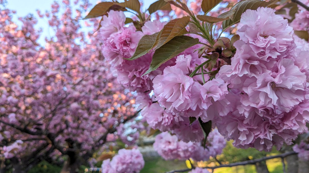 青森 #弘前公園
関山桜🌸