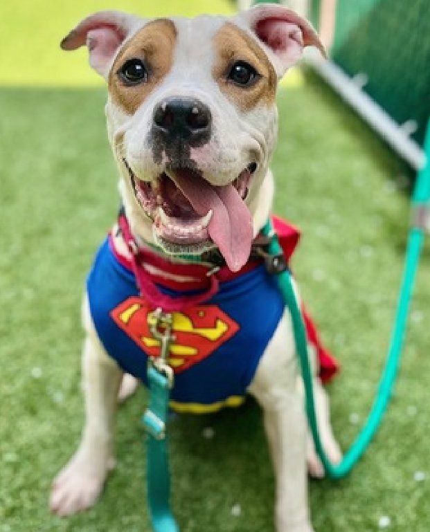 Total little angel BONITA #179440 is absolutely loaded with personality & love! She is so happy,eager to plz & extremely loving. She is totally precious.PLZ #ADOPT #FOSTER OR #PLEDGE TO ATTRACT A RESCUE 🛟 #NYCACC PLZ don't let her die, even a Retweet helps so much 🐾