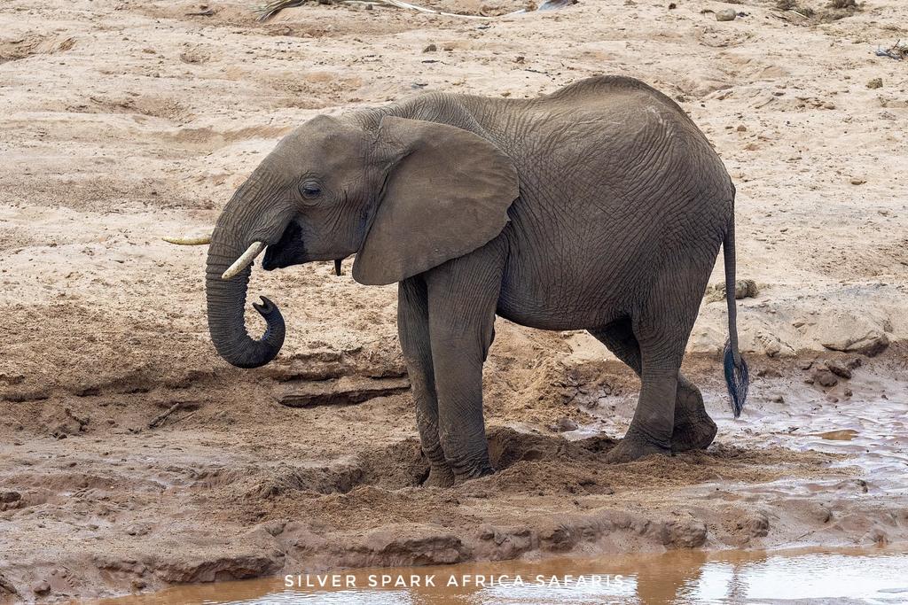 📌Samburu National Park.
📸: Elephant 
#magicalkenya #adventure #tourism #travel #travelphotography #kenya #tourism #tourpackage #instavacation #gamedrives #traveling #tour #bbcwildlife #explore #AmboseliPark #hikingadventures #Africa #wildebeestmigration #silverSparkAfrica