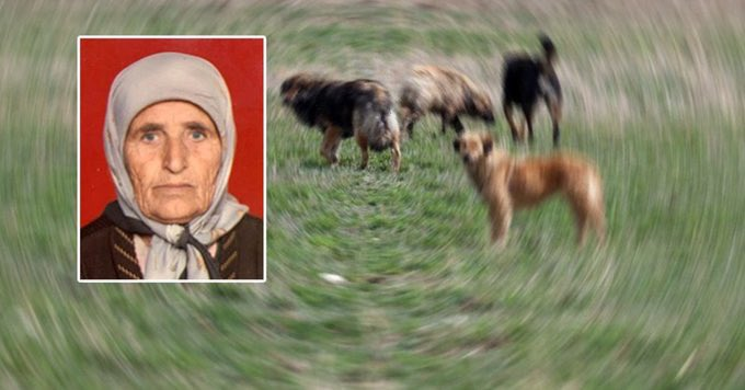 Adana'da soğan başağı toplamak için gittiği tarlada sahipsiz köpeklerin saldırısına uğrayan 72 yaşındaki Şerife Arısan öldü.