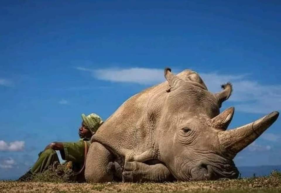 La fotografia di Matjaz Krivic sta facendo il giro del mondo. Uno degli ultimi due rinoceronti bianchi rimasti sul pianeta, sorvegliato ogni secondo delle 24 ore al giorno da un militare affinché non venga ucciso dai bracconieri. ⬇️