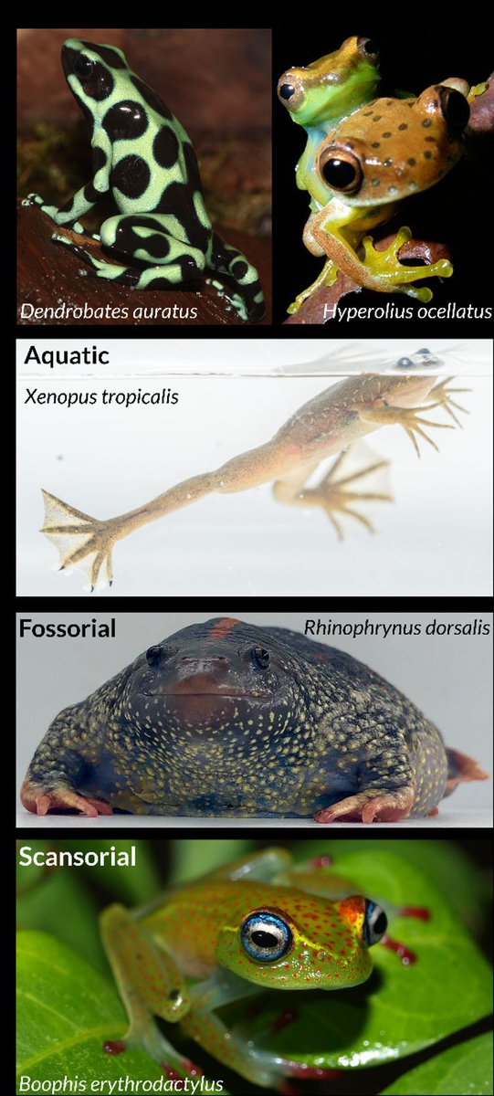 Diversity and Evolution of Frog Visual Opsins: Spectral Tuning and Adaptation to Distinct Light Environments buff.ly/4aDhlXO from @rkschott @RaynaCBell @jeff_streicher @geckofujita #science #evolution #biology #genome