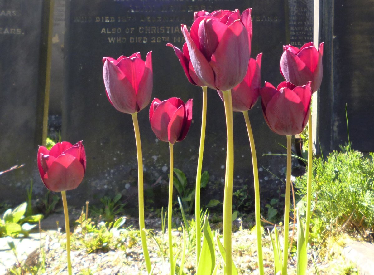 Good morning from the Friends of Lister Lane Cemetery. 🌷🌷🌷