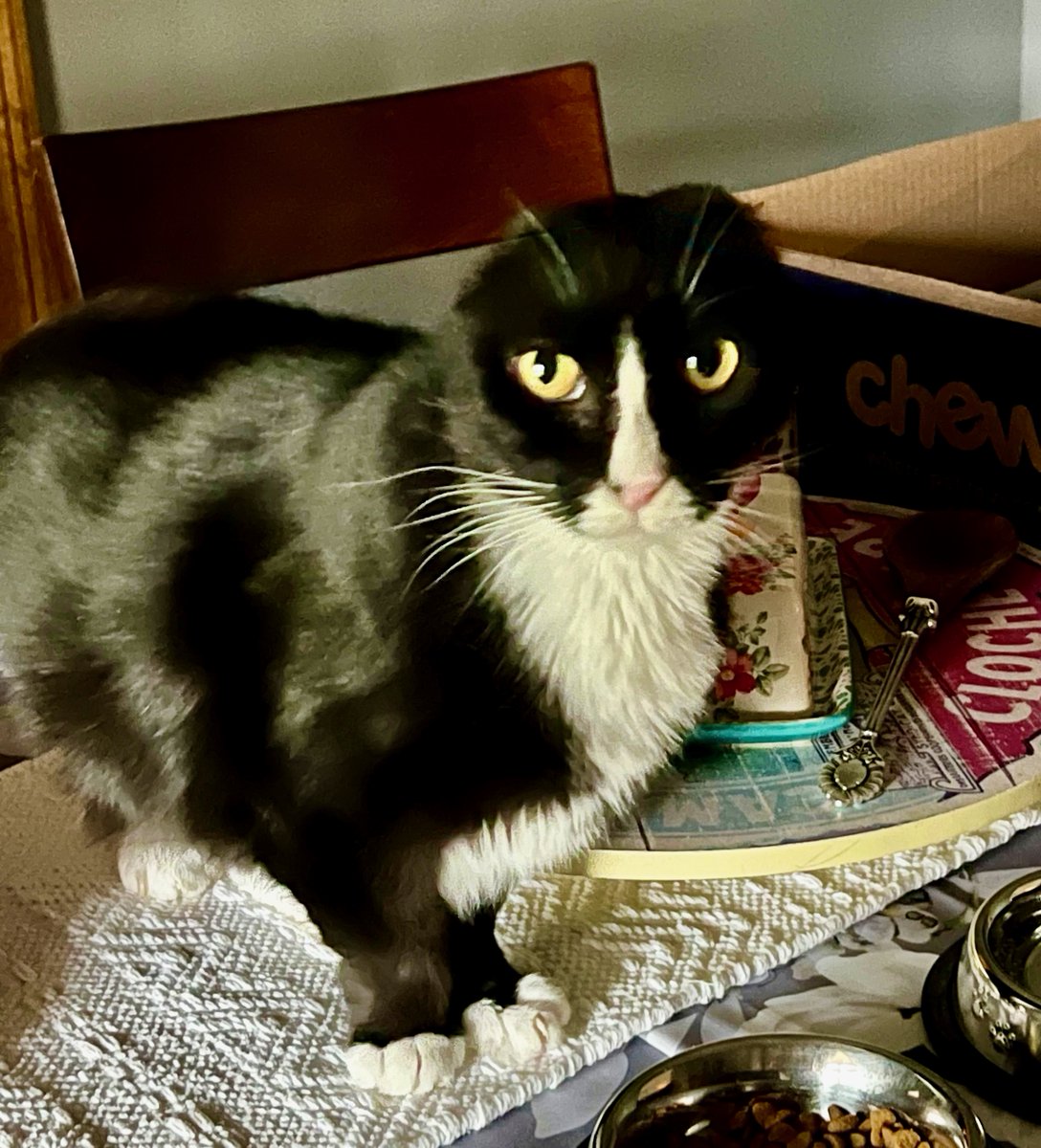 💖AdoptionUpdate!💖Lulu & Sol did great in the RV to their #NH home! Adjusting well; unfazed by new chihuahua sib, Lulu's met their 2nd (& a little bigger) doggie sib & sat in the same room! Sol followed Mom around. Pix of him to come! #cats #pets #wednesday #goodnews #virginia