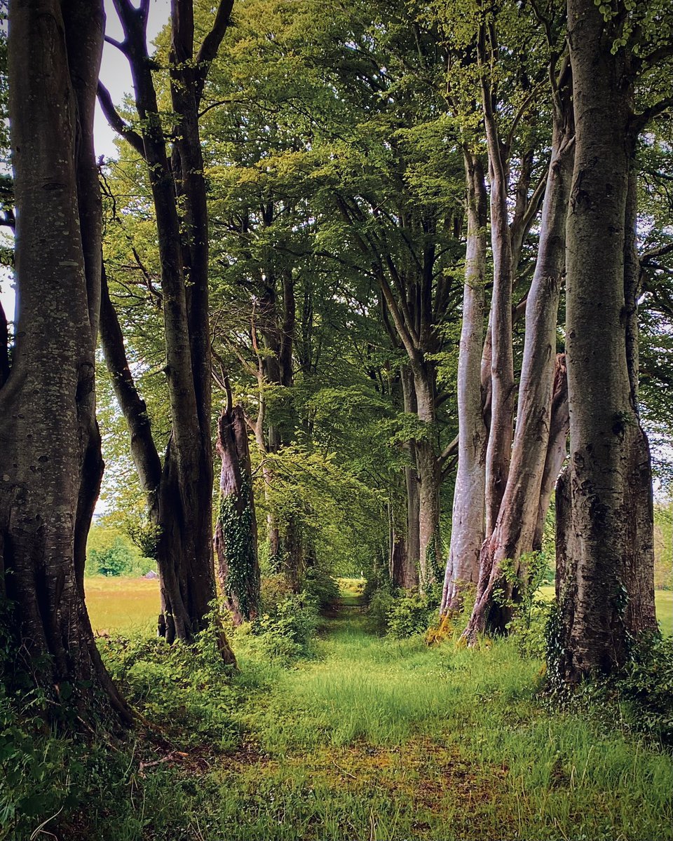 Y lôn goed yn dachre oltro’i lliw…hyfrytwch y Gwanwyn💚😃 Trees are seriously now changing their colour…pure beauty of Spring💚😃