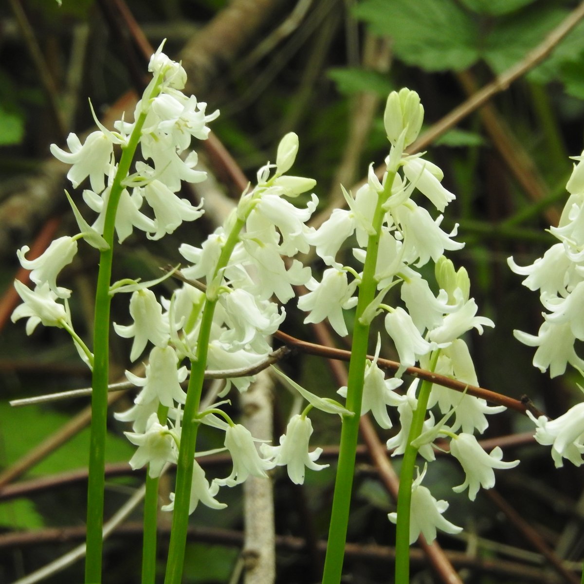 These are close-up pictures of 3-cornered leek and few-flowered leek. With native wild garlic in the middle for comparision. All these are edible - provided you like garlic - which I do.......... I have added white 'hybrid' bluebell as well.