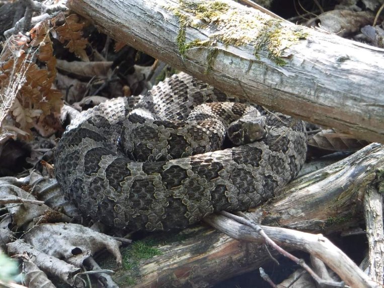 🌲Wildlife Wednesday🌲 This week we take a look at The Eastern Massasauga Rattlesnake, genus Sistrurus catenatus catenatus 🐍 #DYK Our shorelines are one of the few areas left to find a healthy number of this species at risk 💻 #gbbr link for more info georgianbaybiosphere.com/species-at-ris…