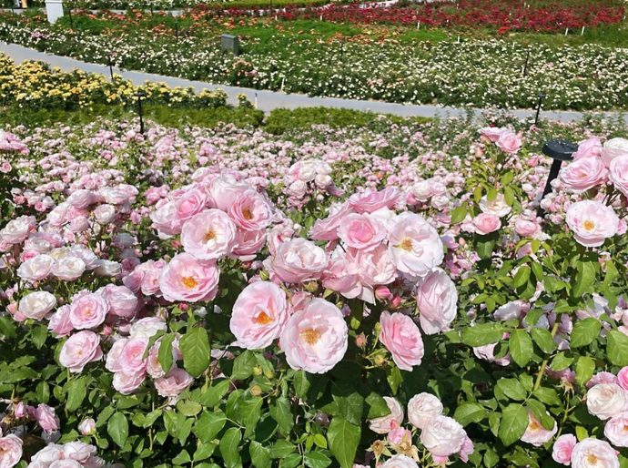 The summer is on the way! About 25 acres of China roses are in full bloom at Zhengzhou's Xiliuhu Park, creating a breathtaking sight that is beyond description! Don't miss the enchanting sea of flowers and floristry workshops from May 1 to May 9 at the flower…