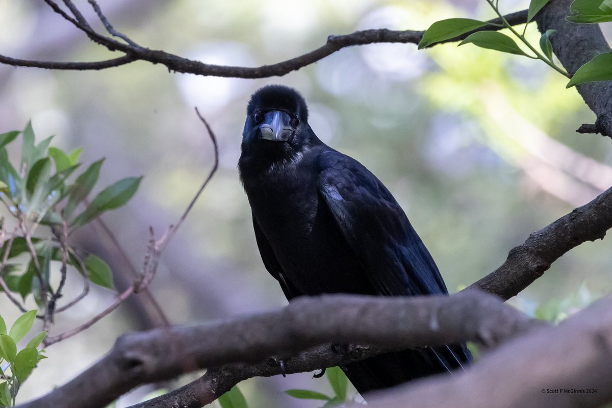 Scott McGinnis tweet media