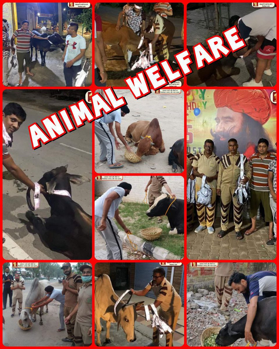 Animals, birds and humans are all part of nature. So the followers of #Dera Sacha Sauda try to do all #AnimalCare by showing humanity under the initiative of #SafeRoadSaveLives inspired by Saint Dr. Ram Rahim MSG. #SafeRoadSaveLives #AnimalWelfare