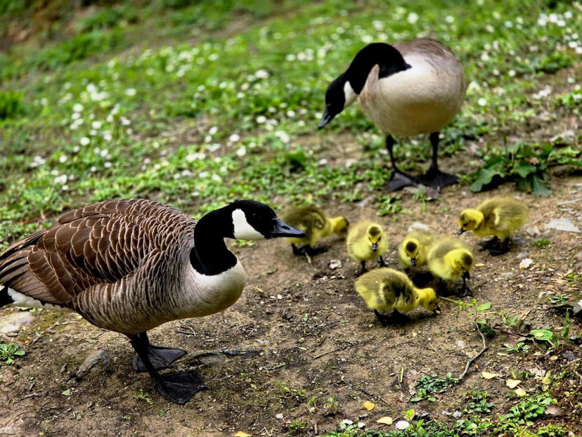 If you needed another reason to visit Deerpark this spring: the goslings have hatched 🐣 Discover Deerpark, Cornwall: forestholidays.co.uk/locations/corn… 📸 ameliaindansx #forestfeeling #wildlifewednesday #springwatch