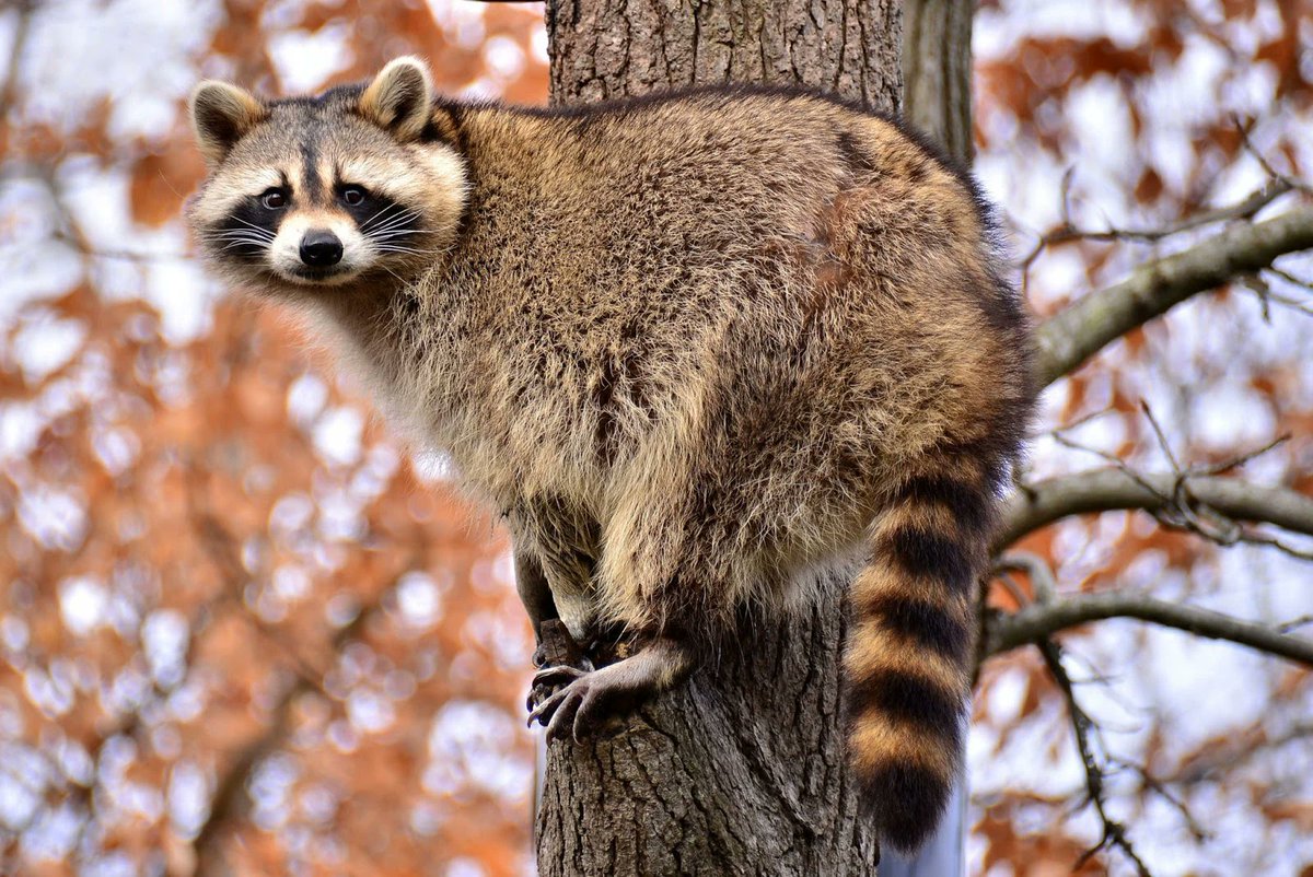 @cimmerian_v Hello frens here is the Raccoon of the day, the North American raccoon (Procyon lotor).