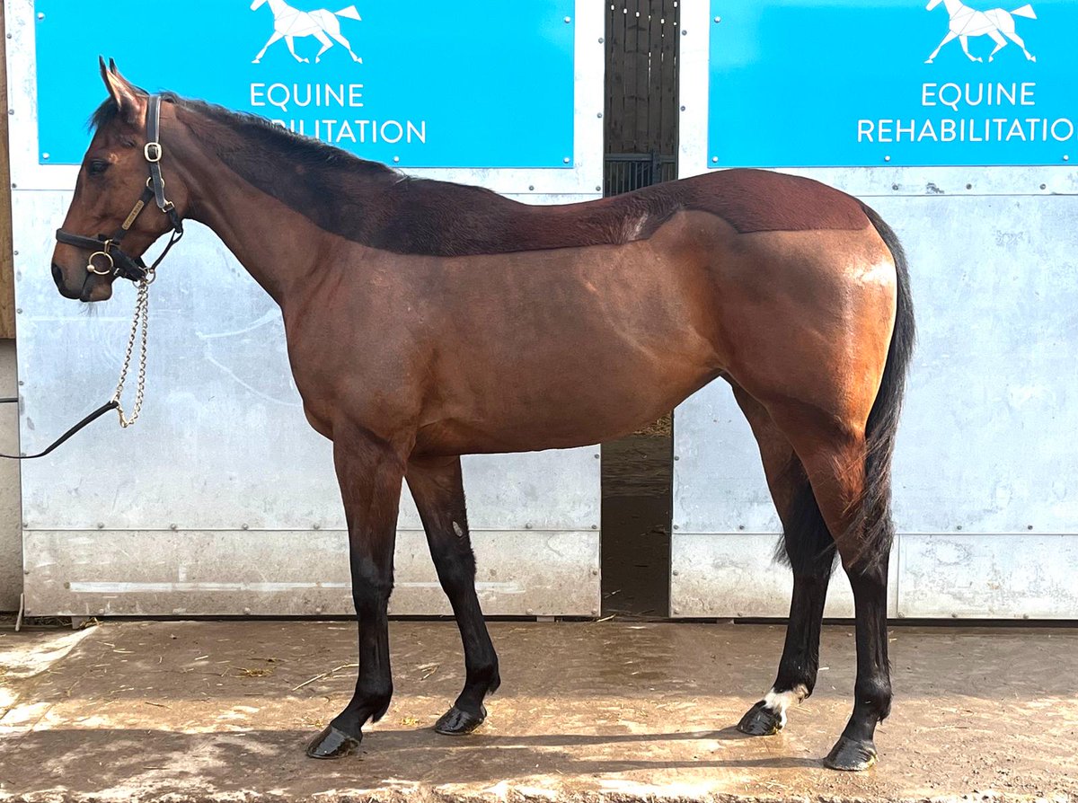 Skellig Isle is a really smart looking filly with @TomWardRacing in our 2Hot2Trot syndicate (in which there are a couple of spaces remaining!) She is by Mohaather and is a half-sister to Ventura Mist amongst other talented horses and is one we are excited about this season!