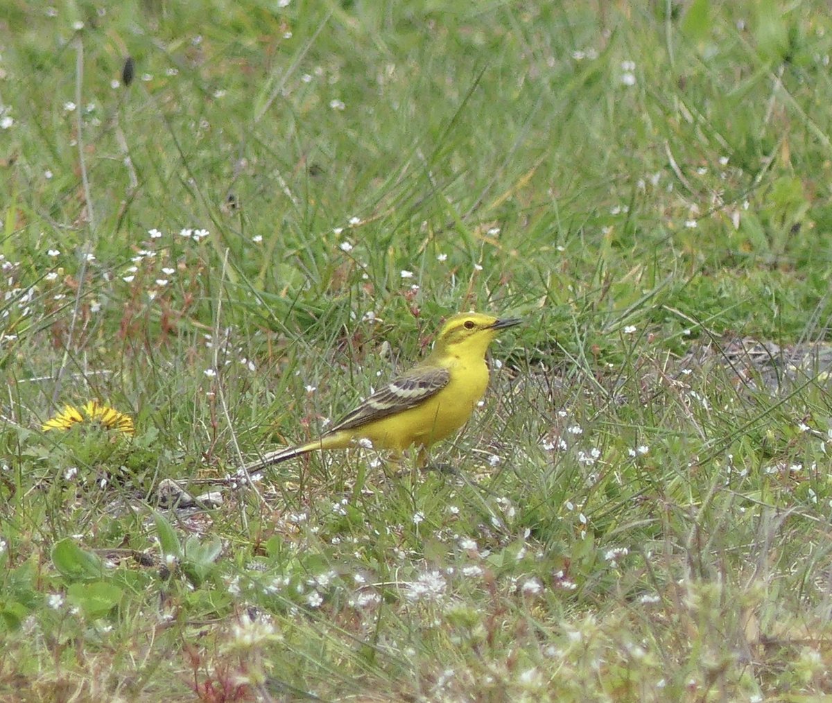 Decent little fall of five Wheatear and this sparkling Yellow Wagtail (. It is annual for me up there ); on Chedworth Airfield this pm #GlosBirds