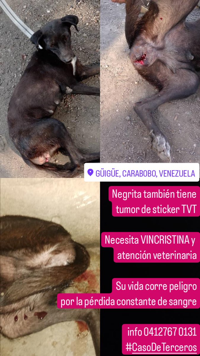 Servicio Público Canino URGENTE