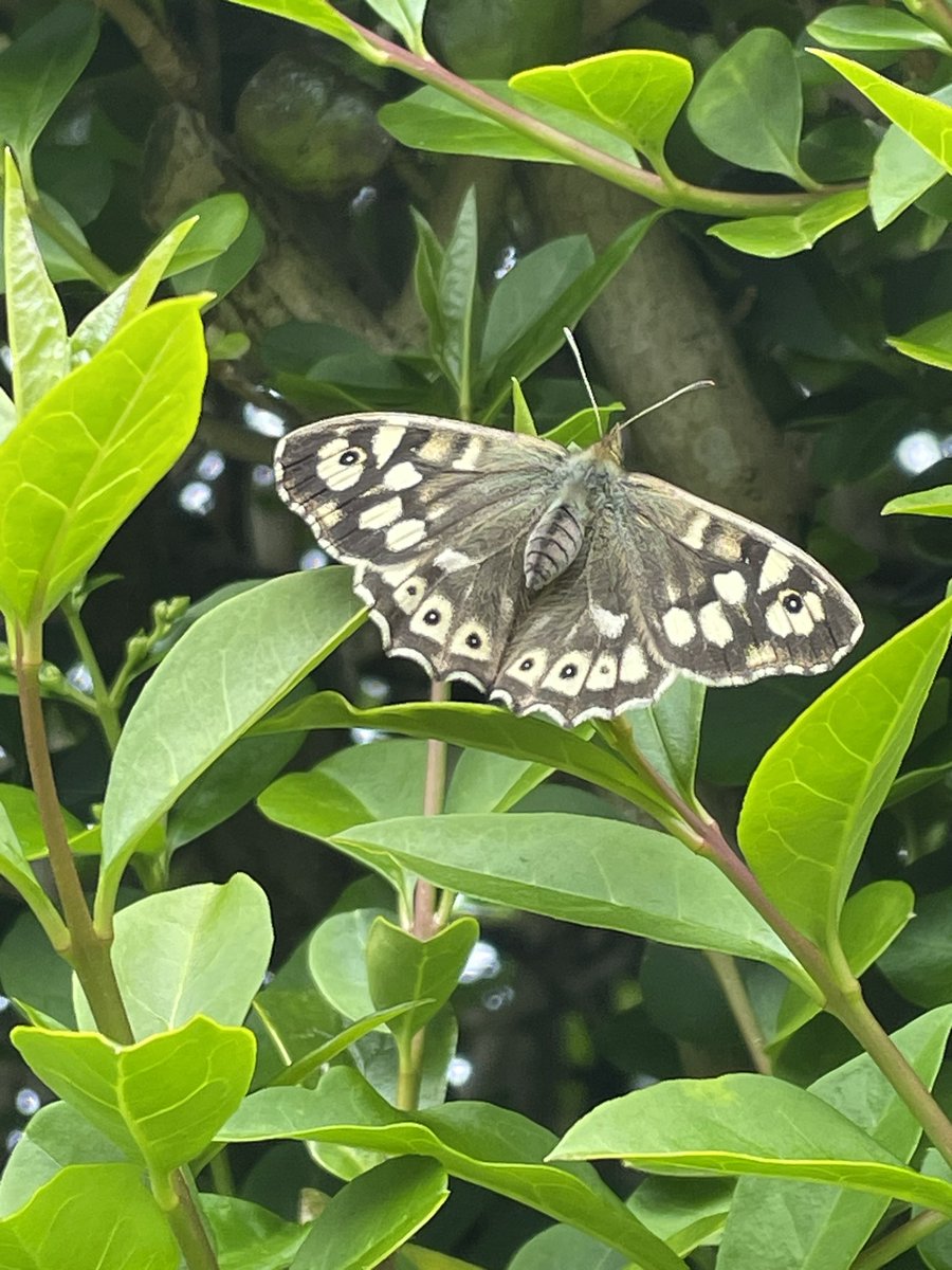 Speckled wood fluttering around my garden all day #mygarden @UlsterWildlife #NatureTherapy #butterfly #Spring2024