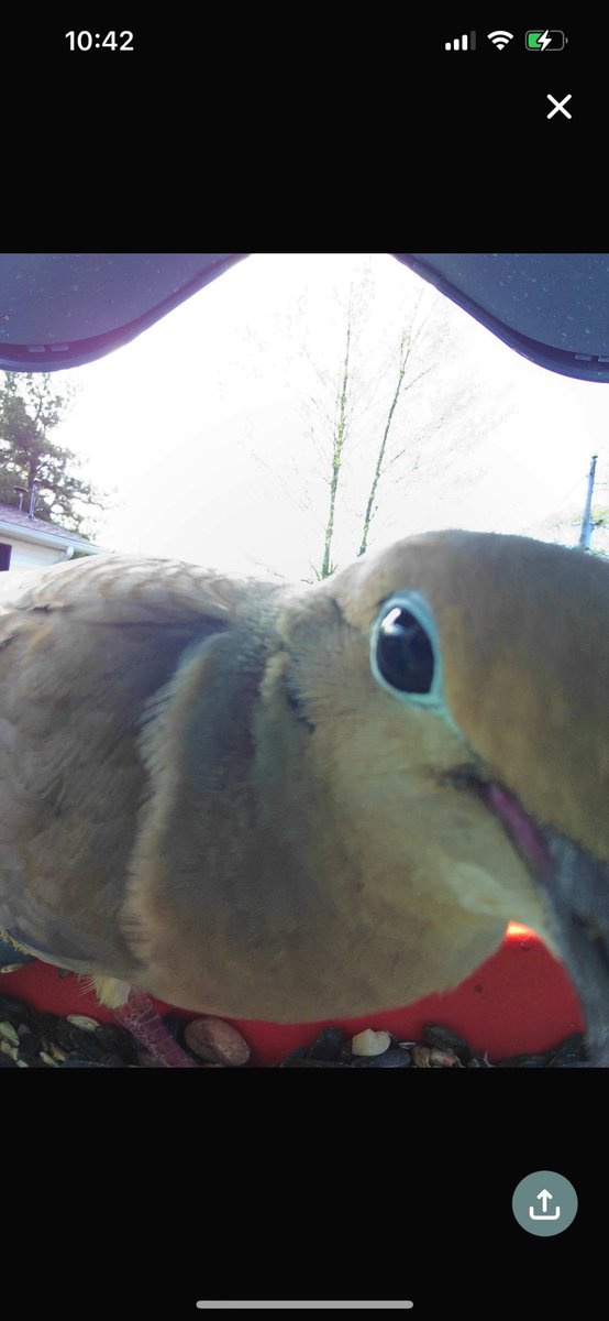 A mourning dove up in your face: