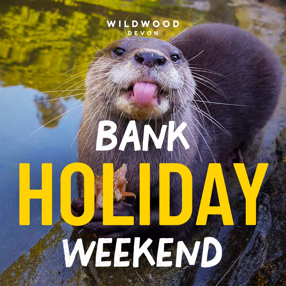 Two Bank Holidays in May you say 😜 Prepare for an exhilarating May at Wildwood Devon! Kicking off with our first Bank Holiday this weekend 🥳 Gather your crew and let the youngsters adventure through our enchanting woodland 🌲🐻🐺🦦 #wildwoodtrust #devon #may