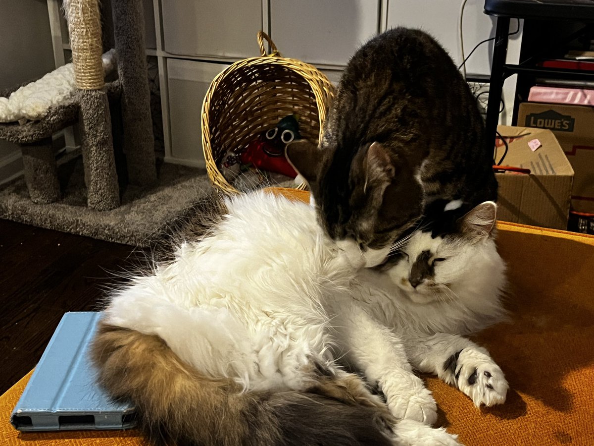 HalThoughts's tweet image. Social grooming time!