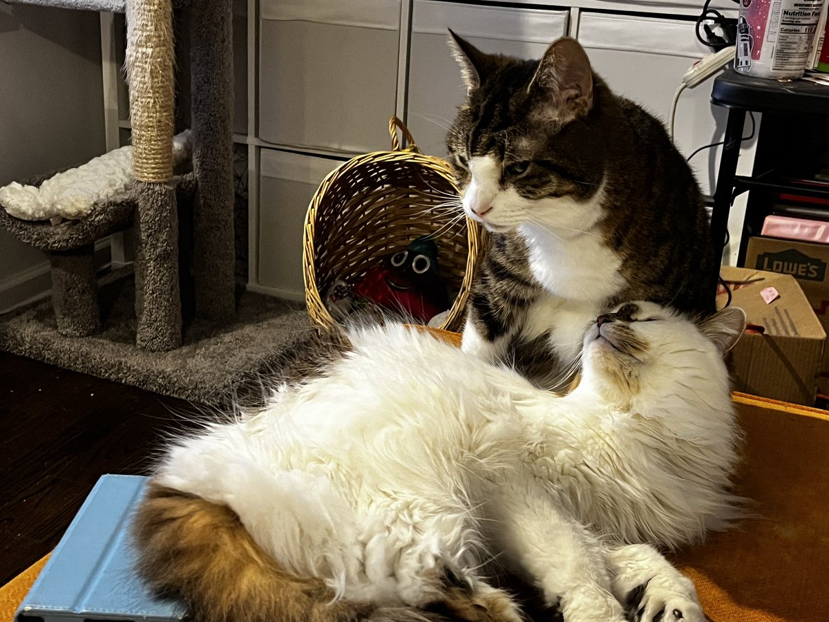 HalThoughts's tweet image. Social grooming time!