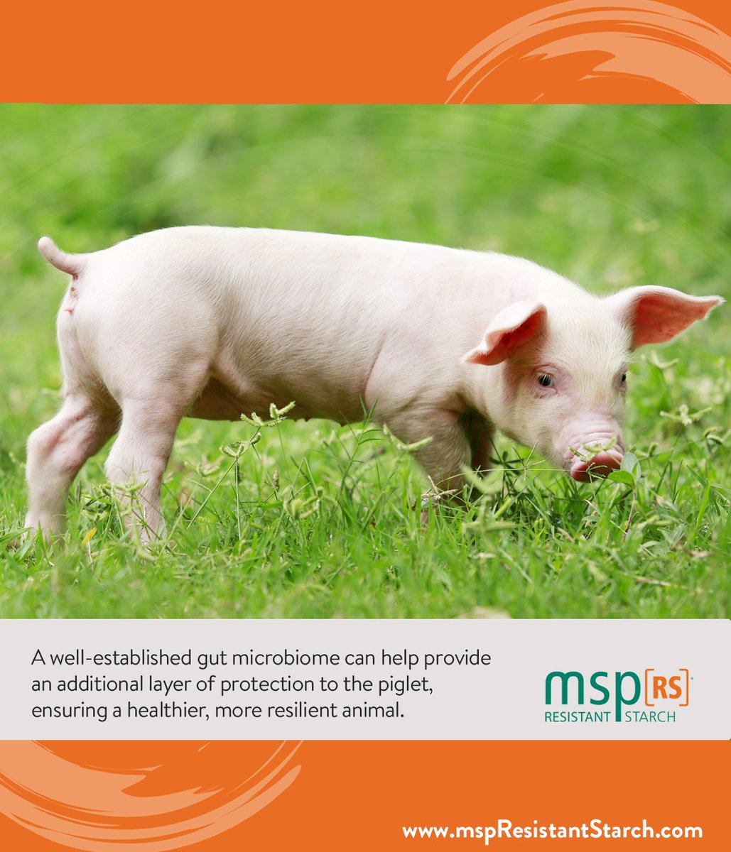 Feeding MSP[RS] at birth establishes and develops the friendly bacteria in the gut, leading to a more robust and resilient animal throughout every life stage. #piglets #pighealth #animalhealth #MSPResistantStarch