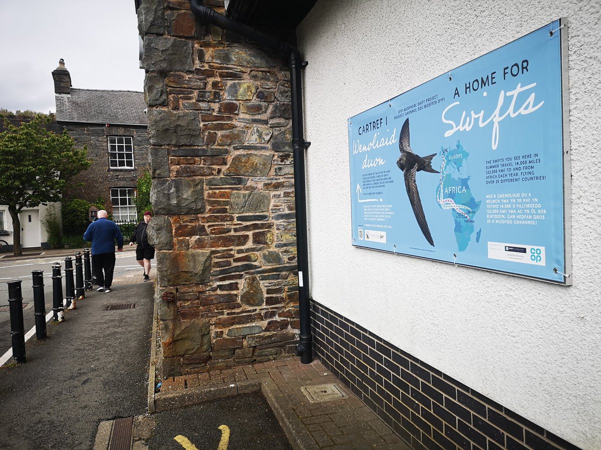 Swift Project update! Super exciting to have 17 nestboxes with 34 cavities up on the Machynlleth @coopuk store - a collaboration forged by Elfyn Pugh over the last year. We had a stall inside today to engage with people around #SwiftConservation, and have a banner outside too!