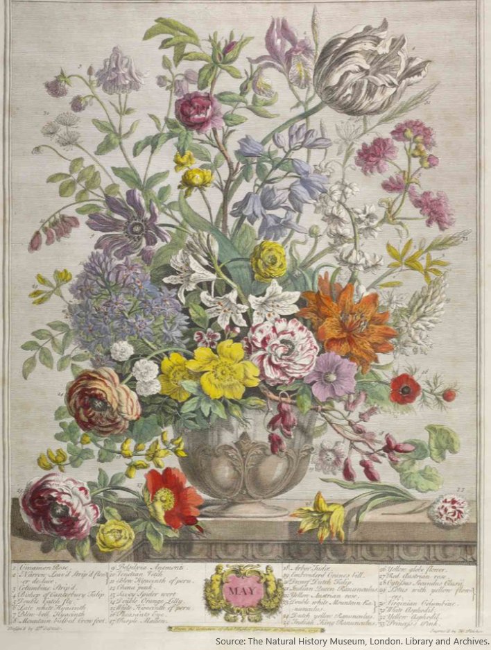 📅Happy #MayDay2024!🌷 🦋🪻The colourful #Calendar page for #May from Robert Furber's (1674-1756) 'The Twelve Months of Flowers' welcomes us into Spring. 🌼🌸🪷 Look at Furber's 'Twelve Months of Flowers', and other #DigitisedCollections here: nhm.primo.exlibrisgroup.com/permalink/44NH… #Botany