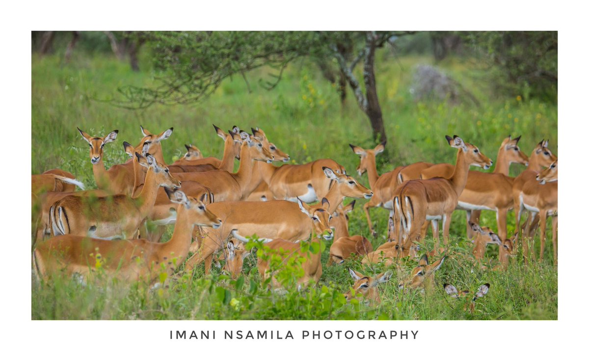 🦌 I M P A L A S 🦌

📸 @nsamila 

#Pichazansamila #Tanzania #Wildlife #Serengeti
