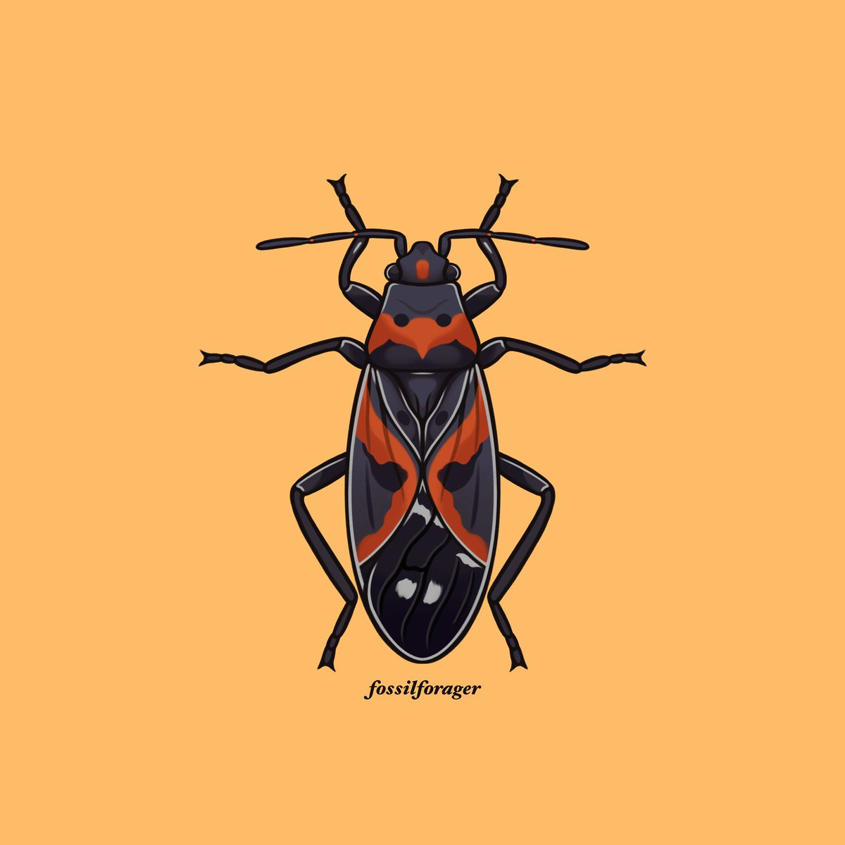 Milkweed Bug ✨