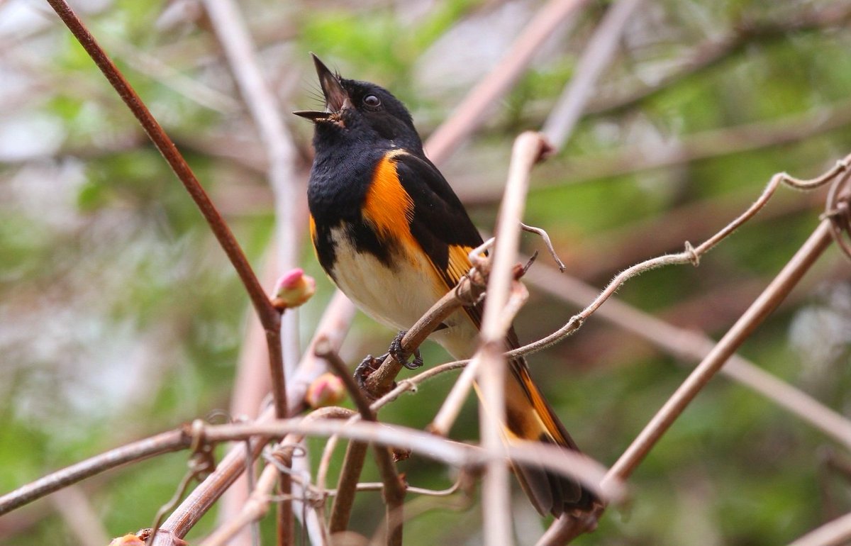 An American Redstart welcomes May in Mashpee, #CapeCod.