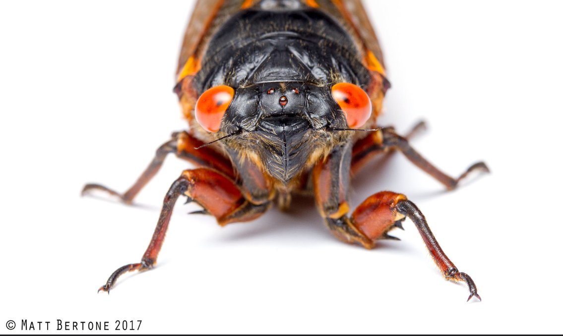 TWO entomologists for the price of one! Join @kellbelle416 and @Bertonemyia TODAY at noon EDT for 'They're Baaaaack: Periodical Cicadas and the Rare Double Brood Event' Watch the #LunchTimeDiscovery live show at youtube.com/watch?v=LRXm3W… Host @EnvEdChris!