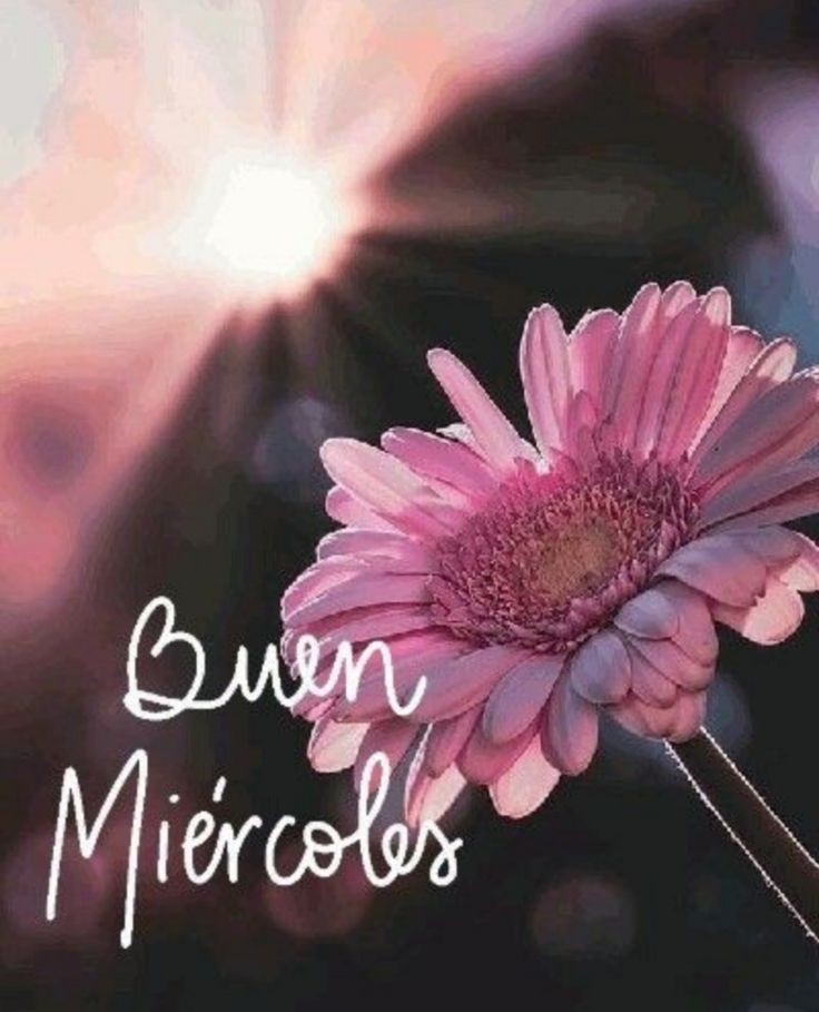 #BuenosDías 🩷🩷🩷
Un #FelizMiercoles 🙏☀️☕🌷✨💐