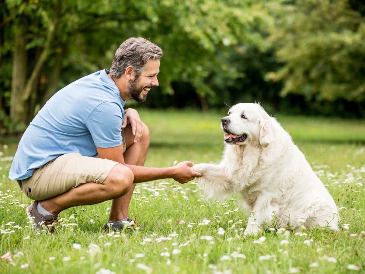 We have a wide range of training courses, from basic commands to helping aggressive dogs. Take a look at our website to see the full list of classes we offer! 😄🐕

💻 midastouchdog.com/services/

#DogTraining #Dogs #ObedienceTraining #DogTrainer #DogOwner