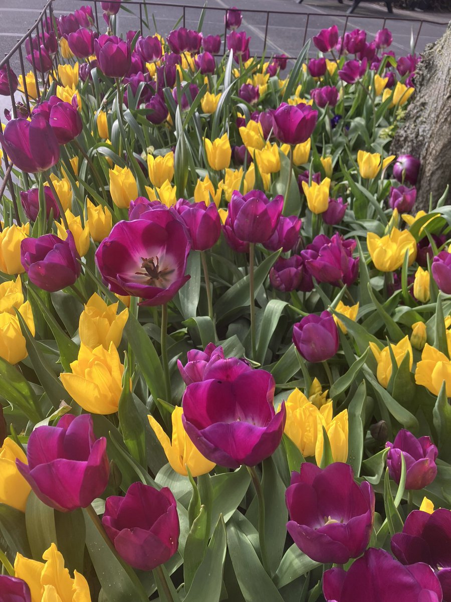 #Tulips #Tulpen #Amsterdam 🌷🌷
