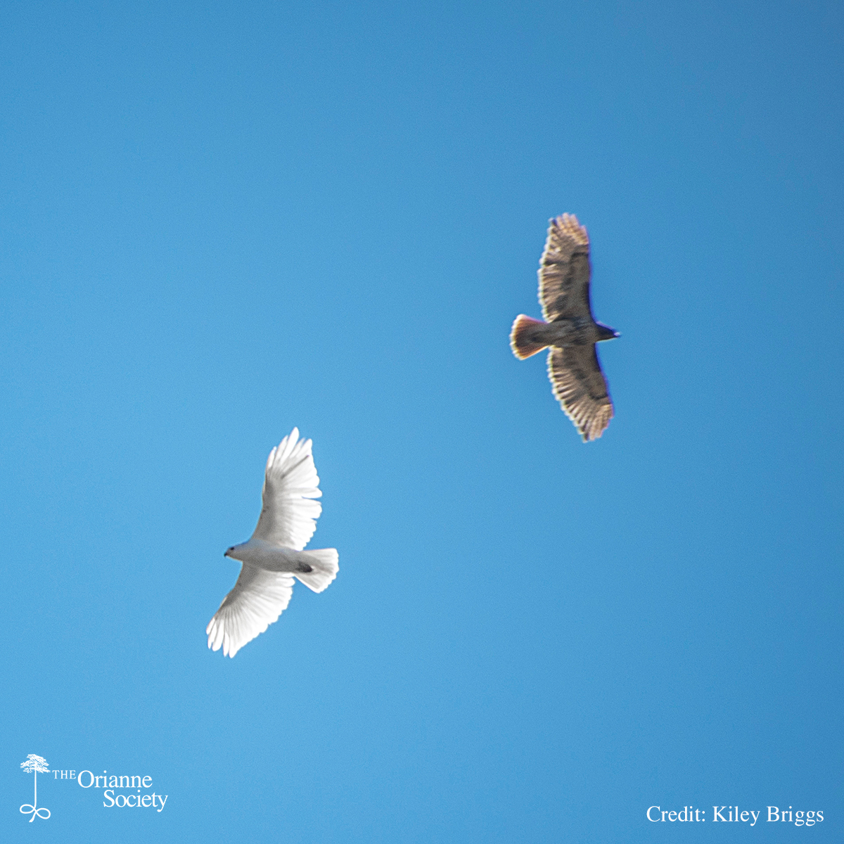 While scoping out a new site to potentially do some turtle surveys, Kiley noticed something unusual about one of the Red-tailed Hawks circling above. #OrianneSociety #KileyBriggs #FacesoftheForest #birds #hawk #redtailedhawk #birdsofprey #leucistic