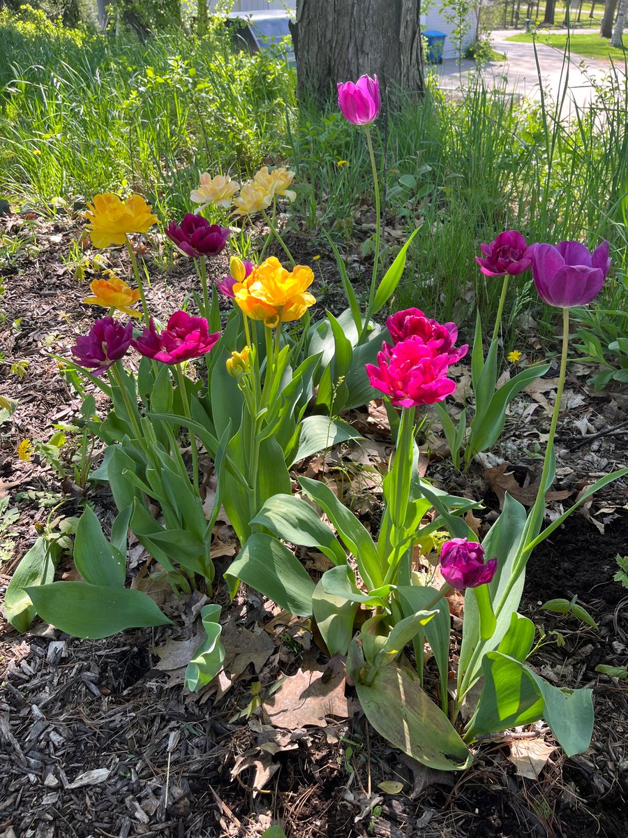 My tulips are having a good spring. And, yes, I am behind on weeding and mulching.