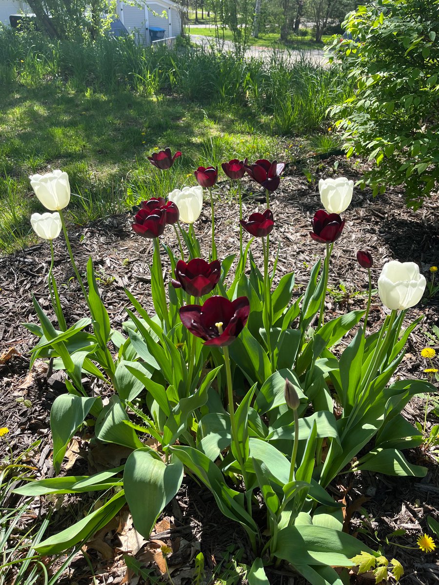 More tulips