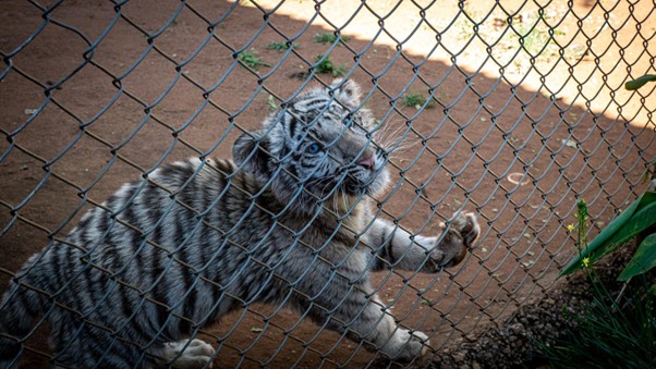 In South Africa, Tigers and Other Captive Predators Are Still Exploited for Profit. Legislation Offers Pitiful Protection #animalrights therevelator.org/south-africa-t…